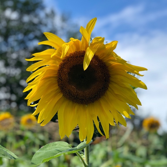 Meet your Posher, Shelly - Picture 1 of 1